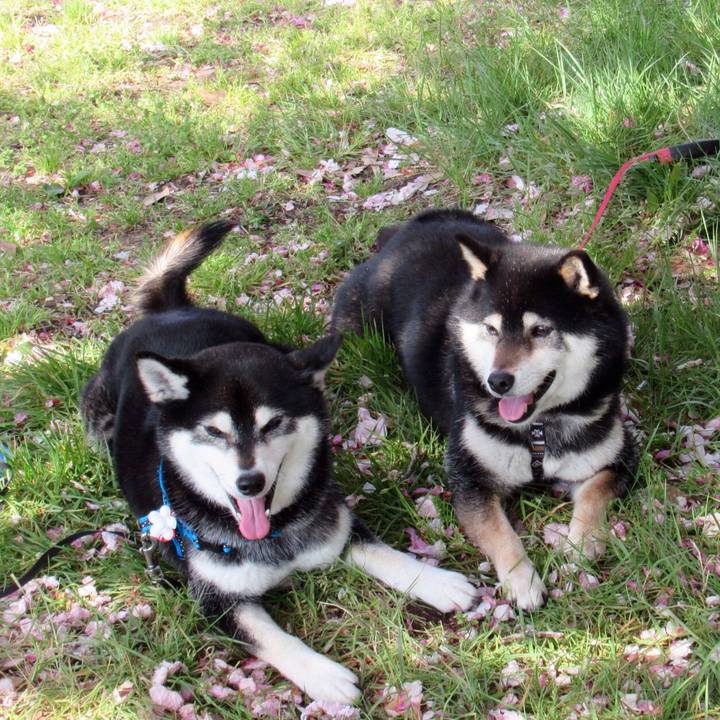 9bf45bb3 311a 49b0 88de 455f028fccd3 1619052651891