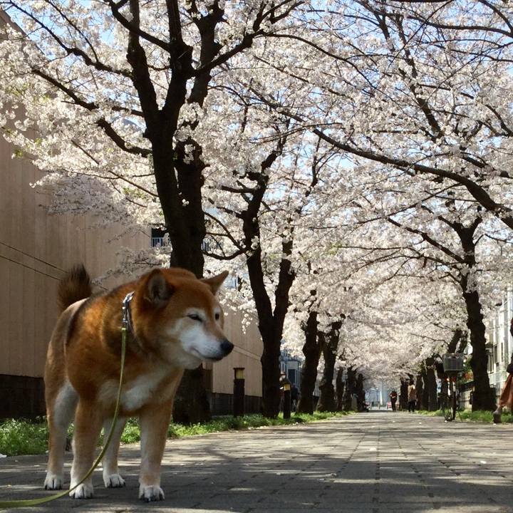 9bf68ac4 1e4c 40a3 bc27 8e2ab330ec24 1616814114741