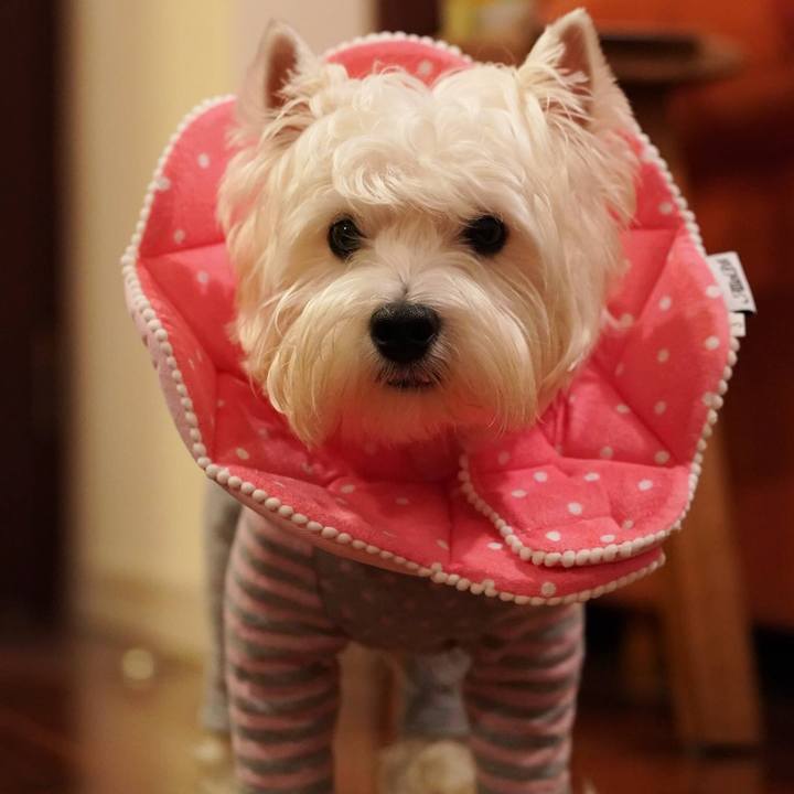 9bf6dc28 4be0 4fcf 86e1 c27e51a39f75 1513029404469