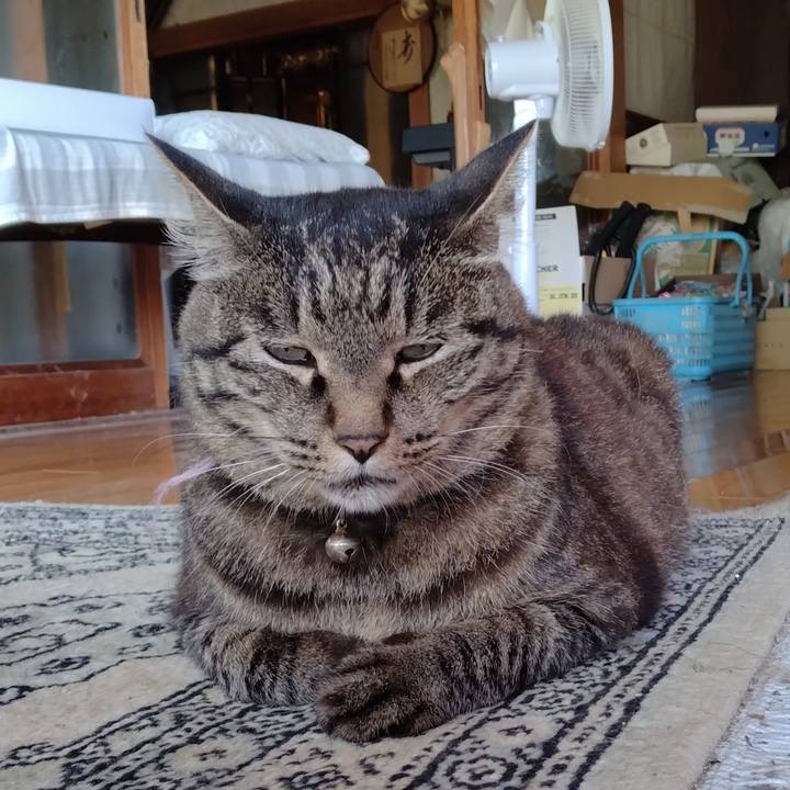 9bf80f4c ca95 4f6c b87c 96601880695f 1722549970161