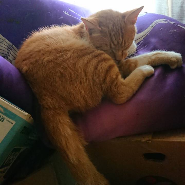 9bf8b152 3c5c 4024 a4a4 0513c3a7798b 1596523021642