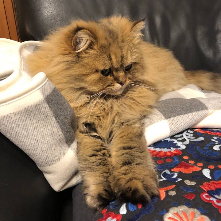 9bfa6586 9db2 41ea 948a f386d94586e2 1575702784516