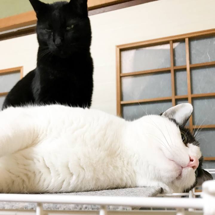 9bfba996 c632 42e4 916b 0b6cf3f1ef13 1524102406644