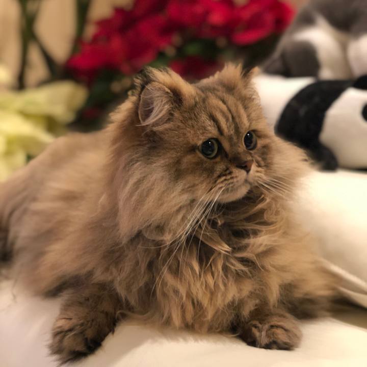 9bfd0ebd 81d2 4942 b2de 1ad2d8b208e4 1546392921565