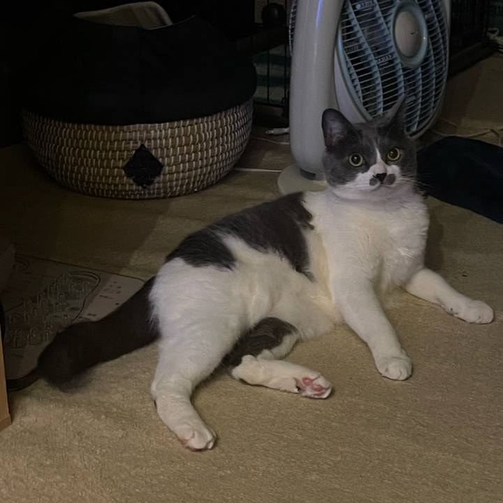 9bfd4f9d cedf 412f 9cce b67e4f6dfb4c 1748258620080