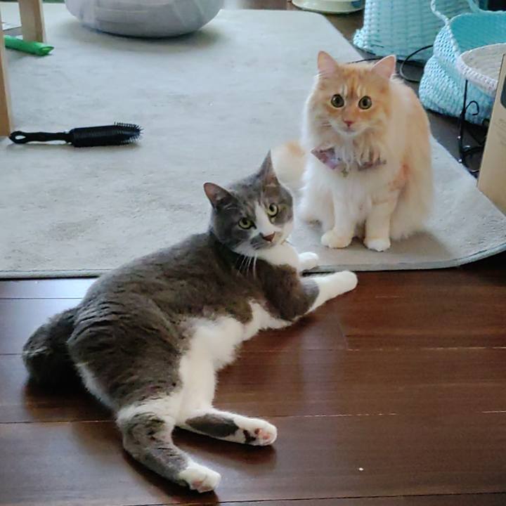 9bfe51aa 77ed 4184 93cb c14207ba8d19 1719986013504