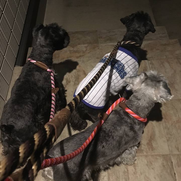 9bff5113 4d6f 4f1b 9126 e877f3a55869 1509542775907