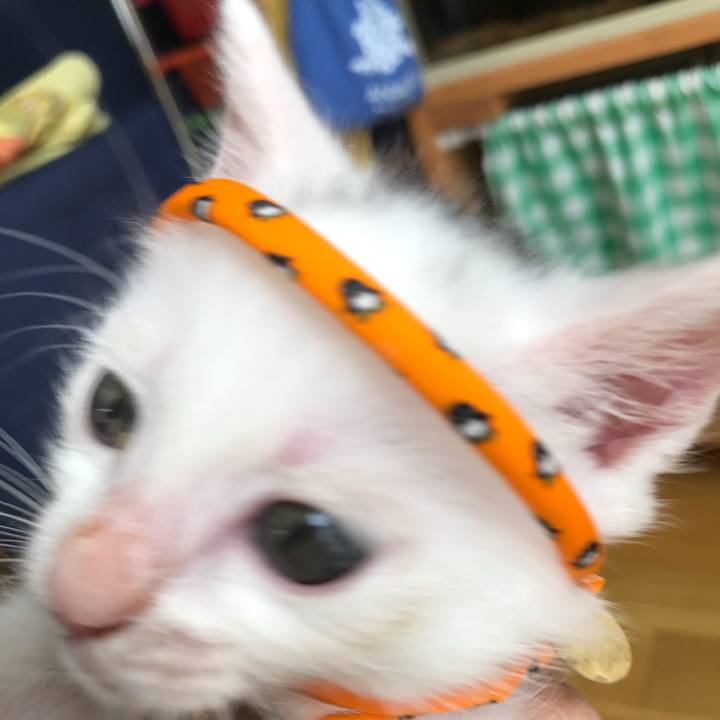 9c00c01b f29b 433a ae4d dea6fb5ea40d 1592619196076