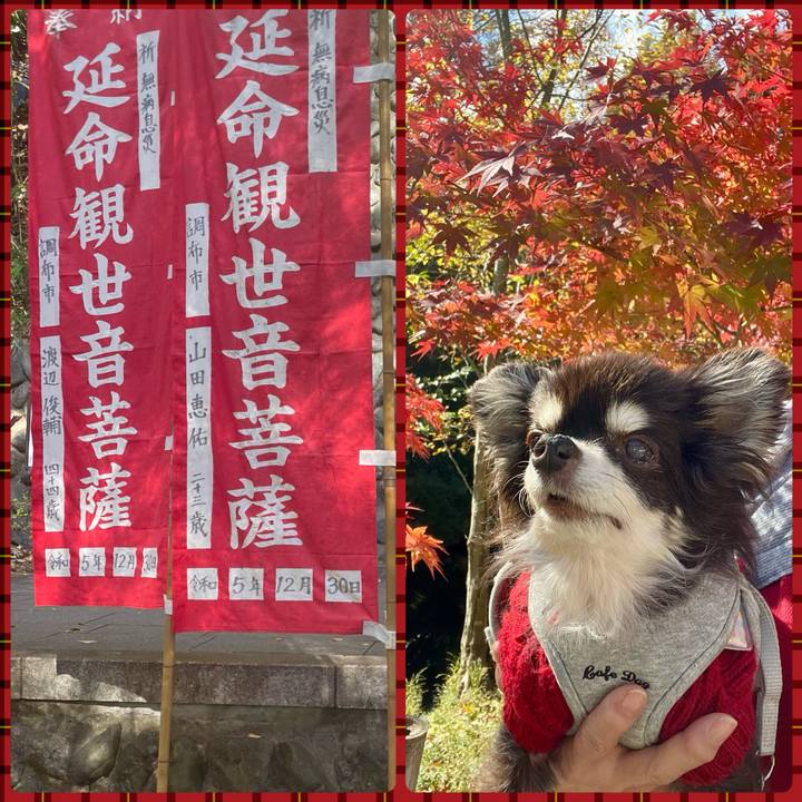 9c016d6a 726f 45d8 9a74 dd5b9dd06334 1733274139277