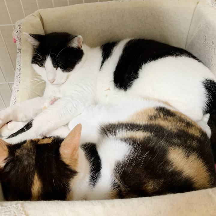 9c01e4fe d172 4aca 8a3d ad8fb0f0c471 1544927223854