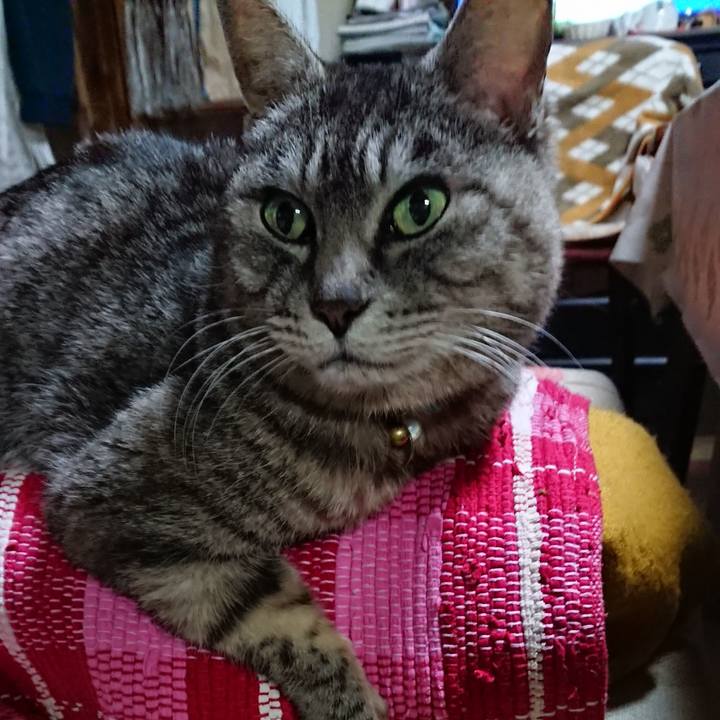 9c038921 1cbf 4967 ba05 3bf10c4ac363 1551873075810