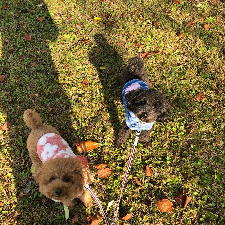 9c04182a 8b85 4200 baee 9e02b51c58a0 1575810338315