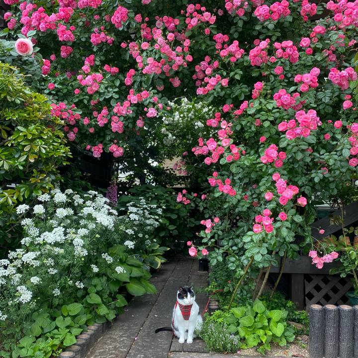 9c0883a9 1862 4a2a b1eb 7854bba4c41d 1622350203153