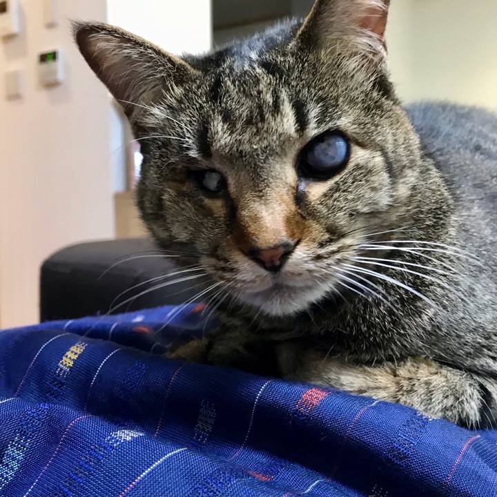 9c0a18cc 858b 410a 98fc e4df83a45bc1 1618532838670