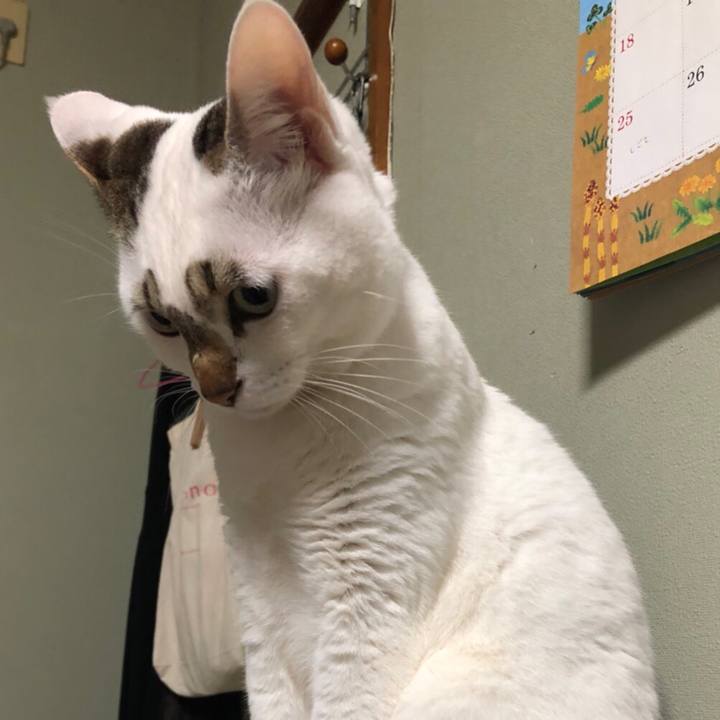 9c0a21d6 55e4 4421 88f4 a77c9d4474fb 1522500003246