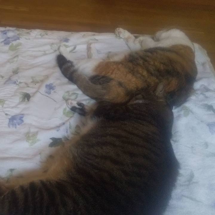 9c0bf485 e3dc 42a2 84bb 4c073c4fbe30 1753412548208