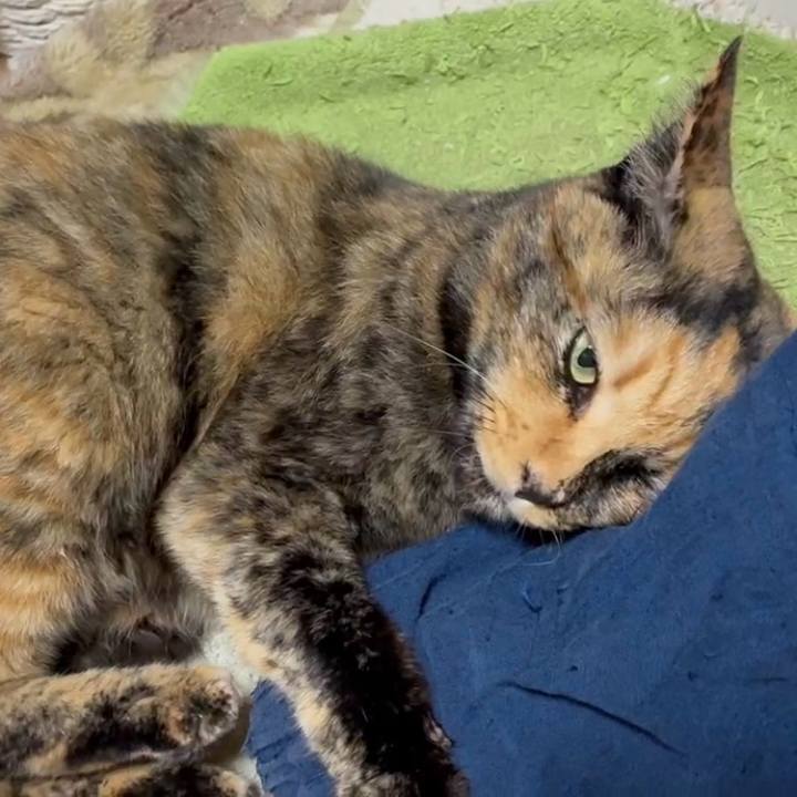 9c0cfbfe e67c 4779 89c1 f834f3cd0bcc 1761856888020