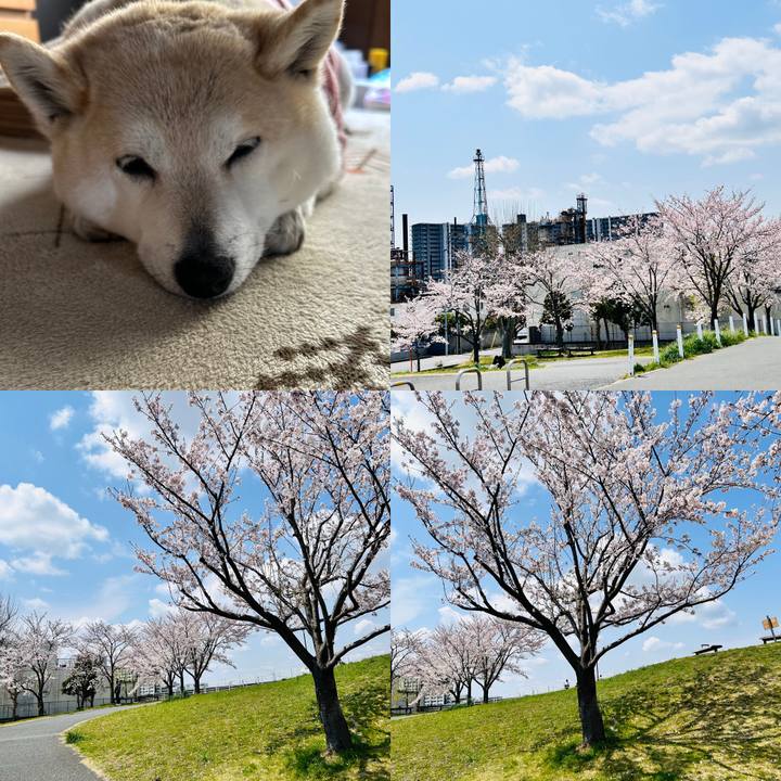 9c0dff55 9723 41e6 955a 14e737eb8156 1743996926445