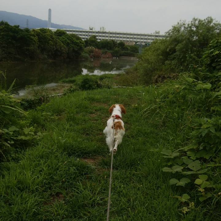 9c11394d 4da8 4c12 9f21 522f4f7aec1f 1532779833627