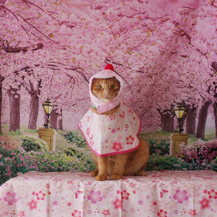 9c132f78 835d 4d9f bad8 a788ef875758 1742787606235