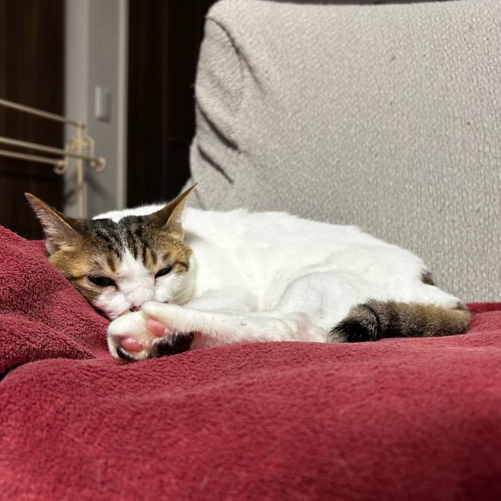 9c137a6c 4b87 496b 8284 4db783f46983 1763244602236