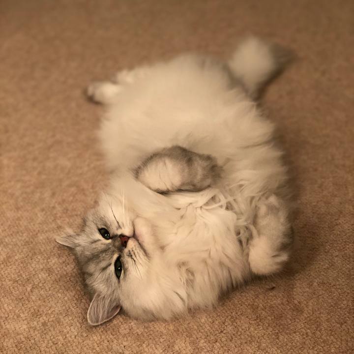 9c1417ef 7a03 47fe 8f89 18544406aac1 1538565231897