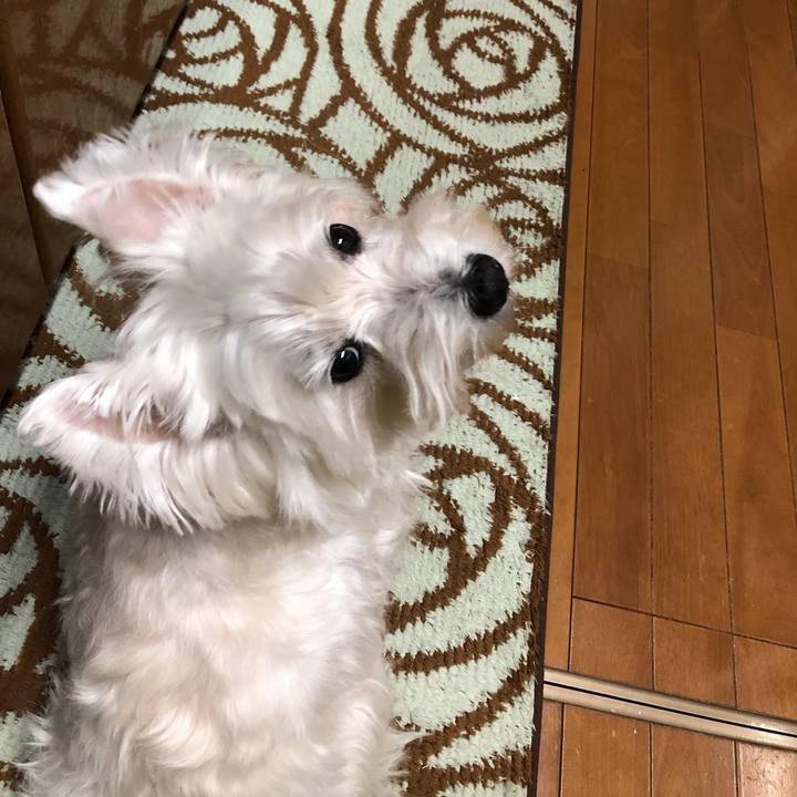 9c15e8c6 3714 4210 8549 e2d01a7679c8 1546237156638