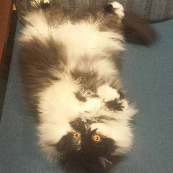 9c15fc03 c69e 403f 931e e76cacf3bac1 1519302450425