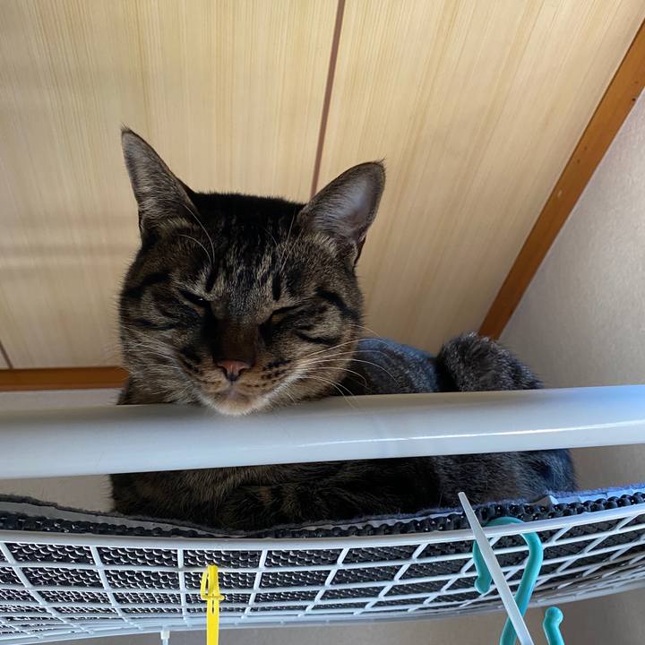 9c16c2d6 1618 4a5a bff5 232f3e784e29 1588727806975