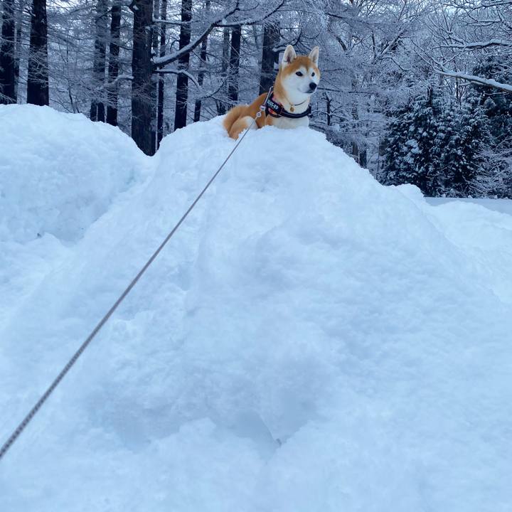 9c17c6c2 3364 4979 b248 f83ea98267d3 1642385601933