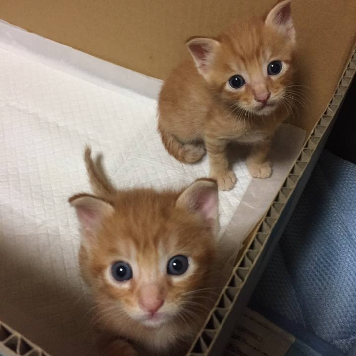 9c1e1d28 5ff4 4765 96e9 2a8cb01ddc05 1532480726011