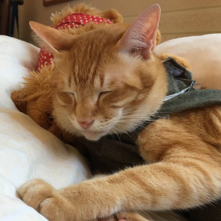 9c203469 c711 40a0 a2f9 0d242ee44c9c 1534571536014