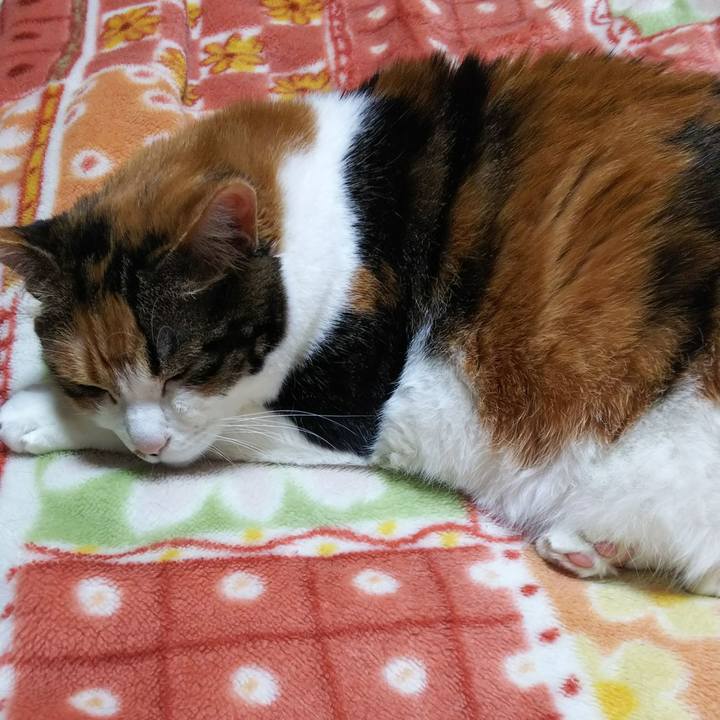 9c211a7a f417 4f9d ad27 b767c7801a64 1526828845993