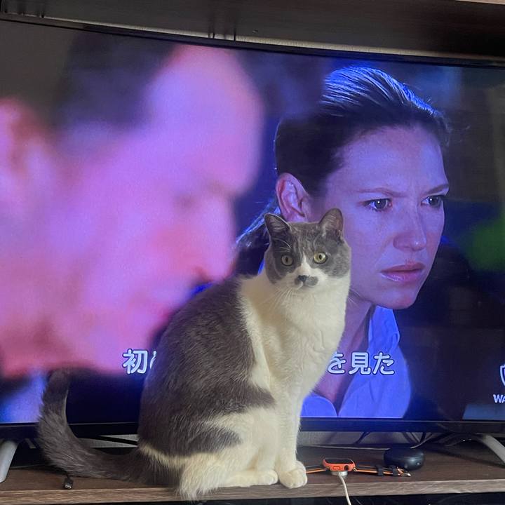 9c22cc25 3dd0 41c8 9296 4260532a48b4 1742450474725