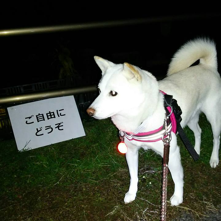 9c239a55 a62c 462b 865c e98ae34d6ce2 1542102239403