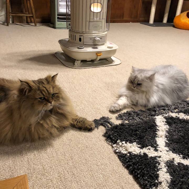 9c243347 6402 4686 b499 f7bcde3dbaa2 1580813302158