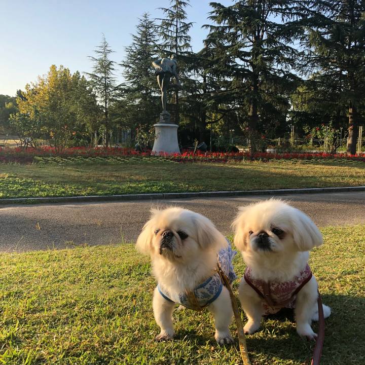 9c26bb7c c711 4387 bf03 0d24228c8832 1540160515736