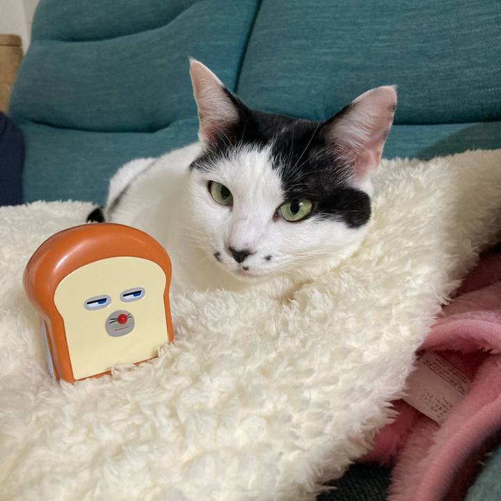 9c272000 134d 430b bc50 a025194f6a56 1761551239102