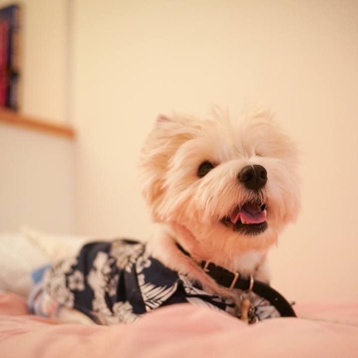 9c2cf66a 0164 4170 96e5 a2a5fa8c5045 1534494251810