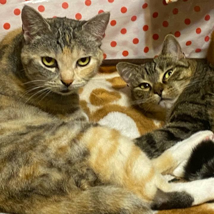 9c2e70c4 574d 4808 b322 dcdc276c3a69 1617536145860