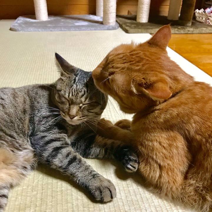 9c3015d2 a72c 4633 9e31 1a5fa63b94ed 1530446117830