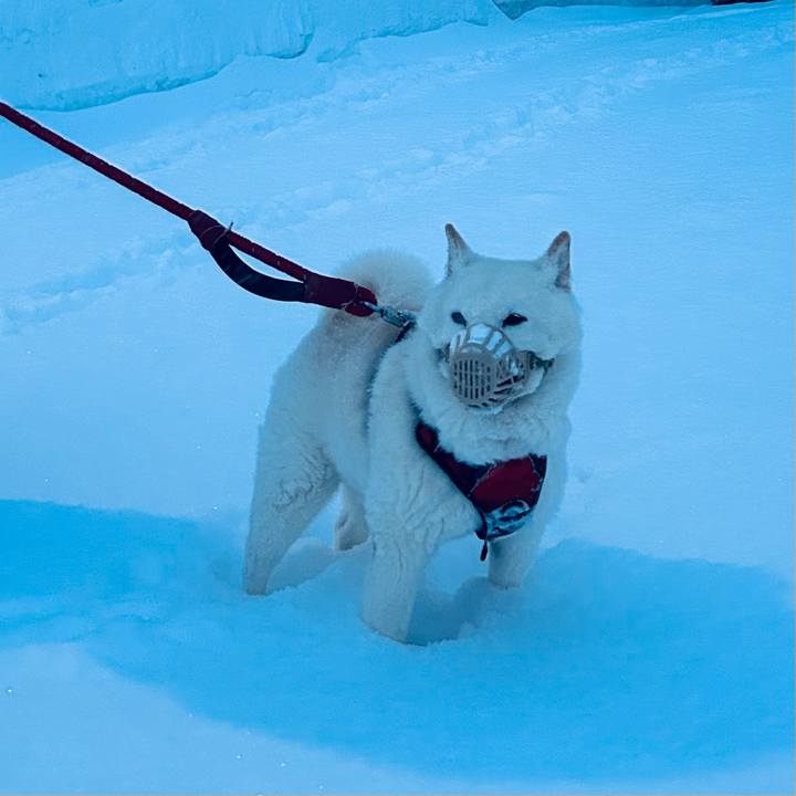 9c3050f8 78e5 4617 86a0 c91e1a431753 1769813088002