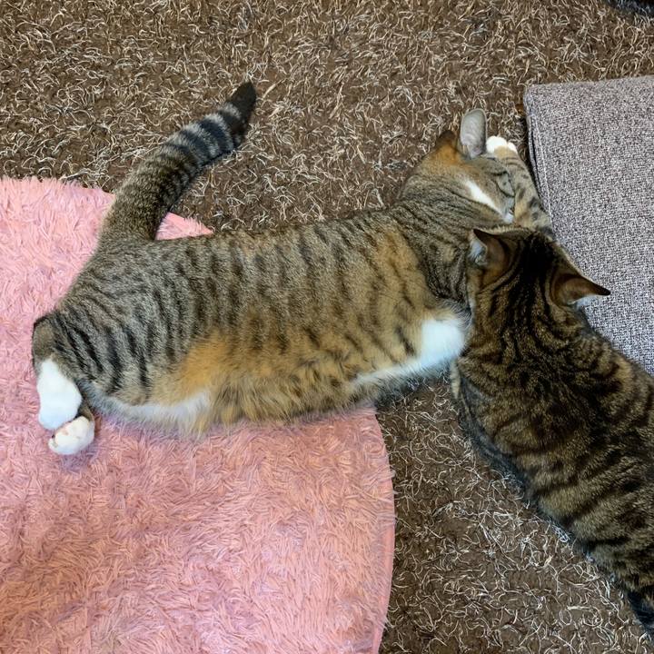 9c31bb70 f171 433f b56f c0b38eb4ca5c 1551143905536