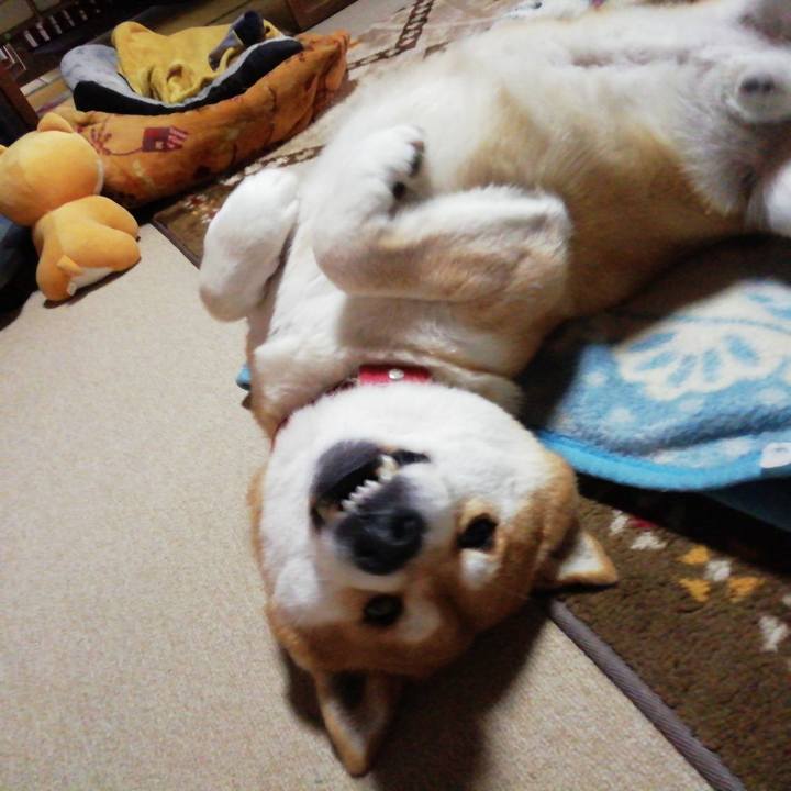 9c323a69 a210 4cdd a74d ab0ad24495c4 1610627489341