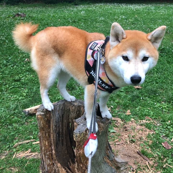 9c33f15e 2529 49f9 985a 459bfb6320b5 1561630697298