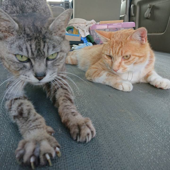 9c37bb06 4910 493a bad1 0e426629a129 1593247187836