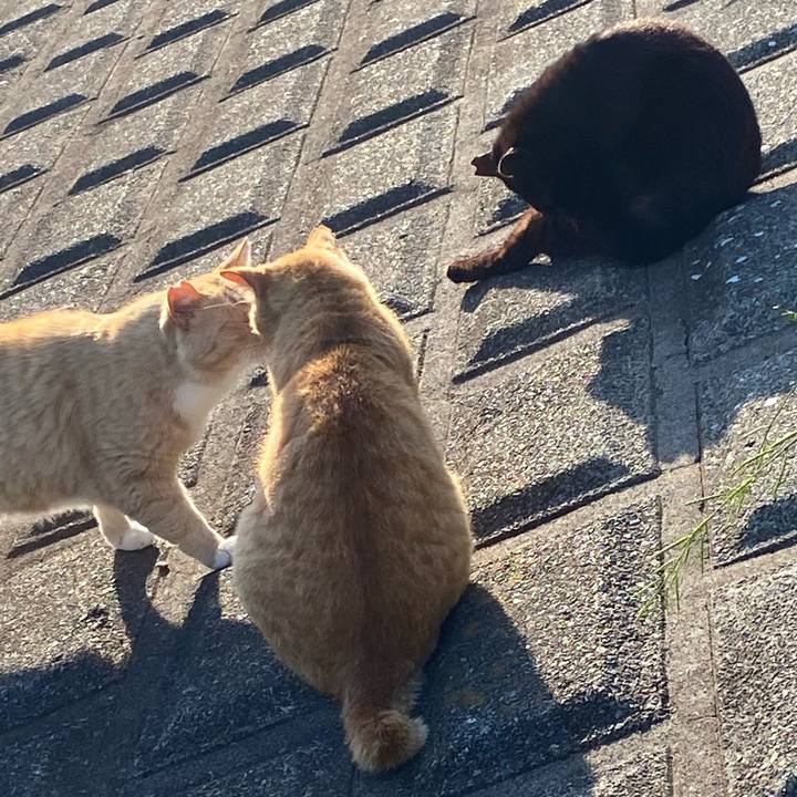 9c3a6e98 599a 49d2 9eb3 57a5dfeb5fb1 1721647516830