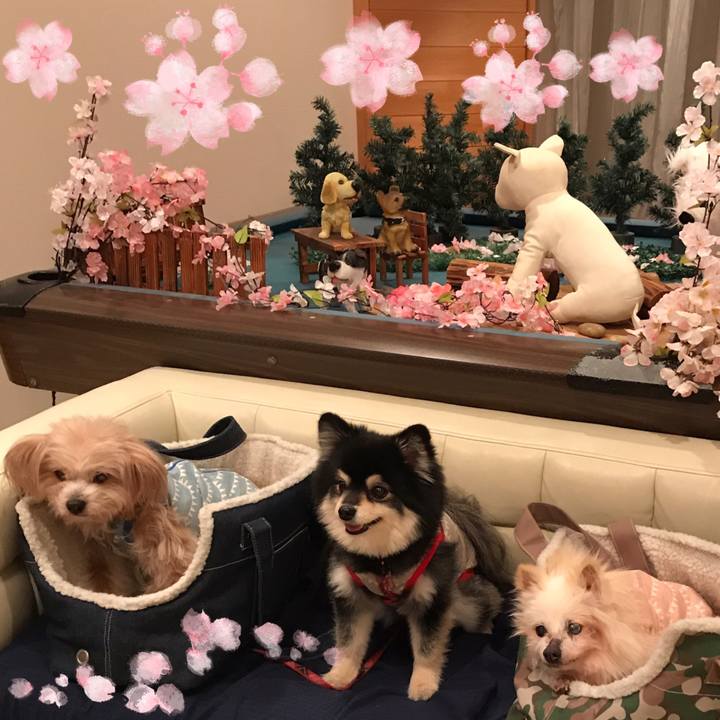 9c3cad96 7716 4bee 91ee 39ee4f34fa4b 1521689015117