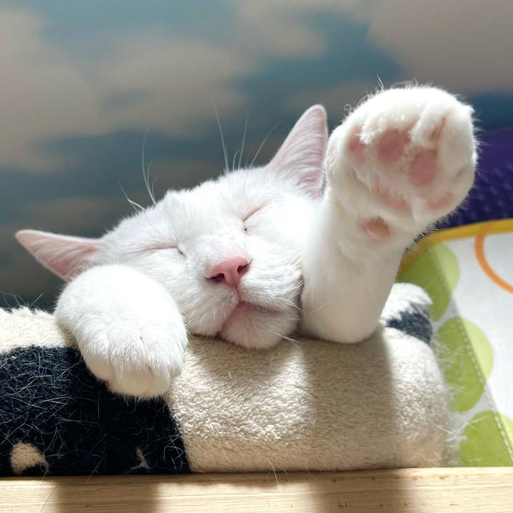 9c3db55d 7454 4568 b024 8161dcfb55ea 1760936352845