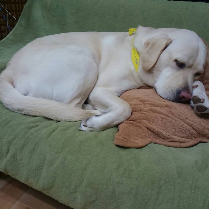 9c3fae29 9265 4049 9309 416434a5b3b0 1513238160720